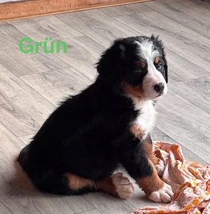 Berner Sennen Hunde Welpe Bild 7