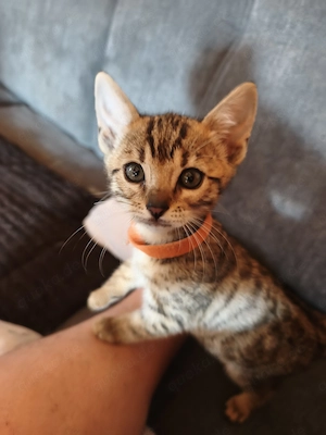 Bengal Kitten Babys Bild 6