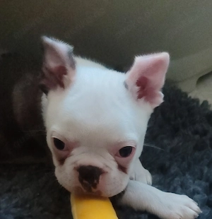 Zauberhafter Boston Terrier Rüde Welpe zu verkaufen 