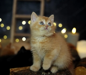 BKH Kitten mit Stammbaum 