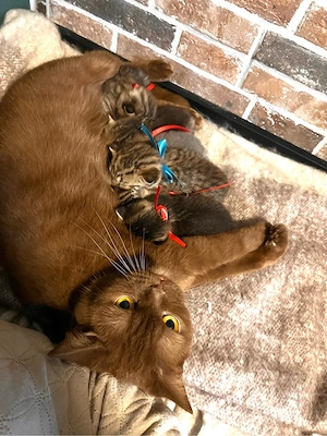 British Shorthair Black Golden & Tabby   Kätzchen abzugeben