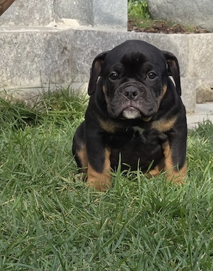  Letzter Rüde Old English Bulldog Welpen
