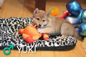 YUKI Shiba Inu  Rüde
