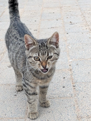 Katzen  Katzenkinder Bild 3