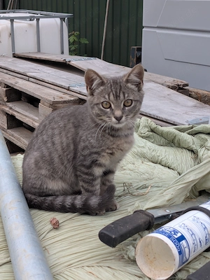 Katzen  Katzenkinder Bild 4