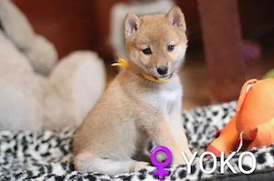 Wunderschöne Shiba-Inu-Welpen mit rotem Fell 