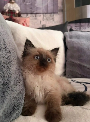 Kater Ragdoll  Birma