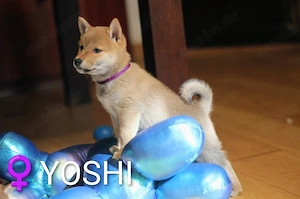 Wunderschöne Shiba-Inu-Welpen mit rotem Fell  Bild 5
