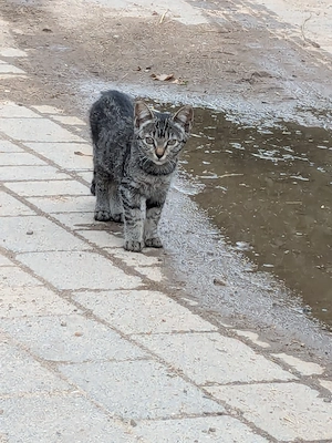 Katzen  Katzenkinder Bild 5