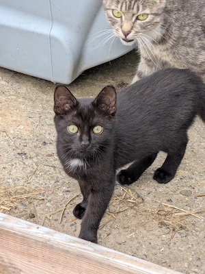 Katzen  Katzenkinder Bild 6