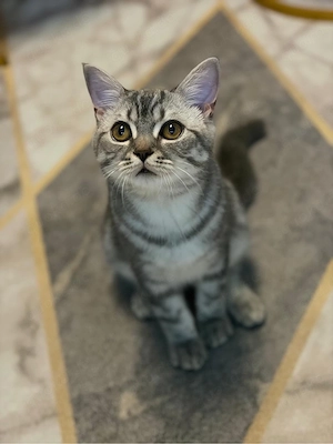Süßer Kater  sucht ein liebevolles Zuhause