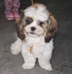 Bolonka Shih-zu Welpen