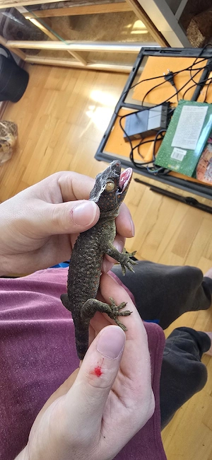 Gekko Gecko Tokay Gecko 0.2 Hamm möglich