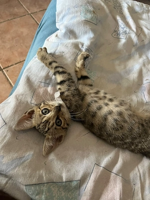 Bengal Kitten Babys Bild 7