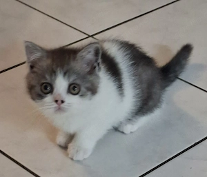 BKH Kittem