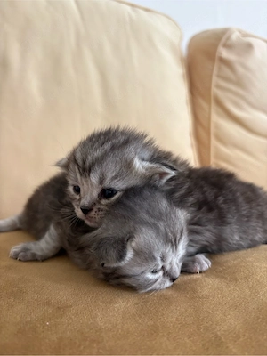 Süße BKH Kitten in Grau abzugeben Bild 3