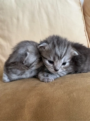 Süße BKH Kitten in Grau abzugeben Bild 4