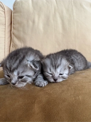 Süße BKH Kitten in Grau abzugeben Bild 2
