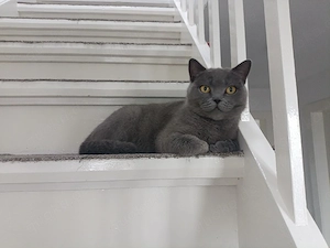 BKH Mix Kitten  Bild 8