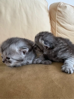 Süße BKH Kitten in Grau abzugeben Bild 5