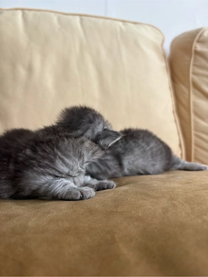 Süße BKH Kitten in Grau abzugeben Bild 1