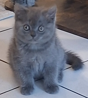 BKH Kitten