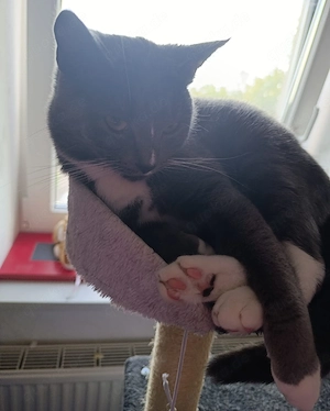 Notfall: Dringend ein neuen Kuschelplatz gesucht!