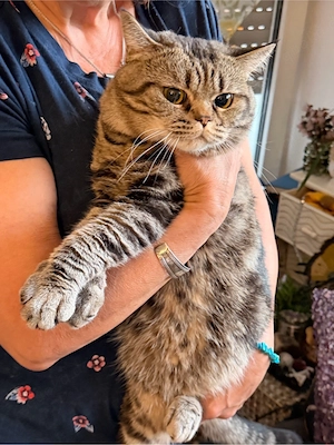 kater abzugeben 