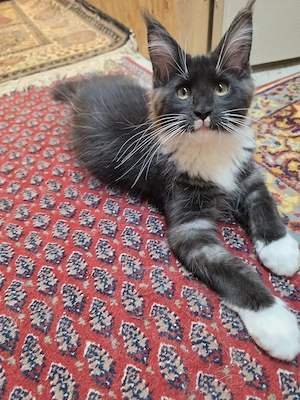 Maine Coon XXL Kitten Mit Stammbaum Bild 2