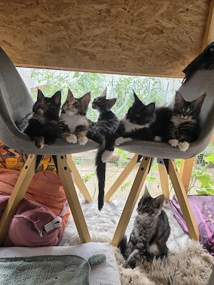 Maine Coon XXL Kitten Mit Stammbaum Bild 3