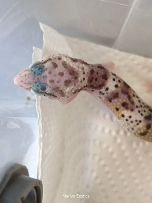 Eublepharis macularius - Leopardgecko 0.1