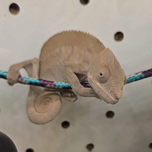 Pantherchamäleon Chamäleon(Furcifer pardalis)