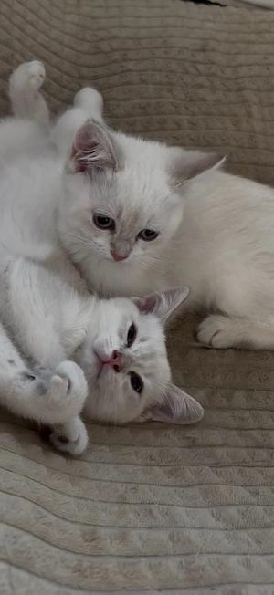 BKH Kitten Bild 1