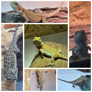 Junge Bartagamen (Pogona Vitticeps)