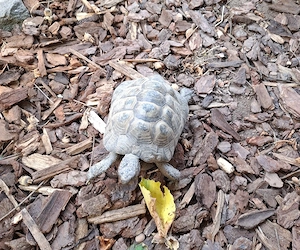 2 maurische Landschildkröten abzugeben 