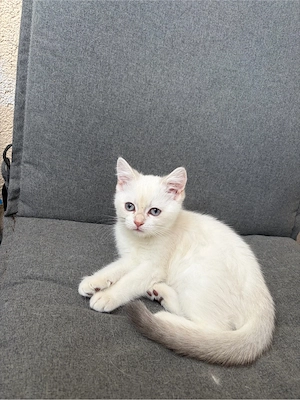 BKH Kitten Bild 3