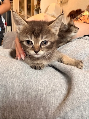 babykatzen 