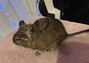 Degus mit Käfig und viel Zubehör ( auch einzeln)