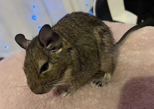 4 Degus männlich suchen neues Zuhause 