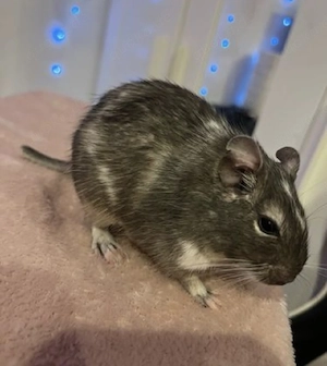 4 Degus 1 Jahr alt Männchen suchen ein neues zu Hause 
