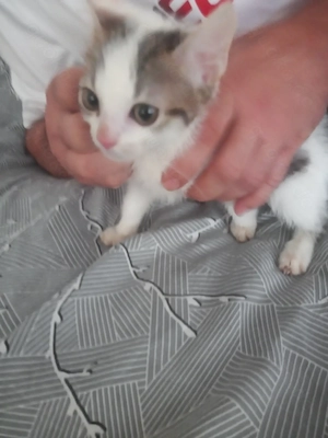 3 Khao Manee Kitten 2 Männlich und 1 Weiblchen suchen ein zu Hause Jungkätchen, Babykätzchen