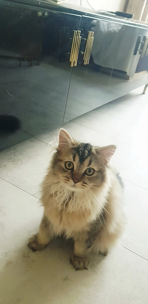 Wunderschöne BKH Kitten 