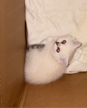 baby katze britische 