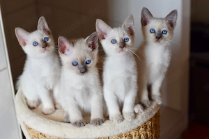 Thai Siam Traditionell Kätzchen Kitten