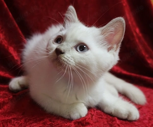 Unsere Amy sucht ein Zuhause!
