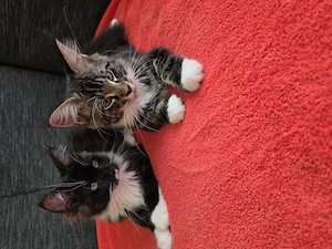Maine Coon XXL Kitten Mit Stammbaum Bild 6