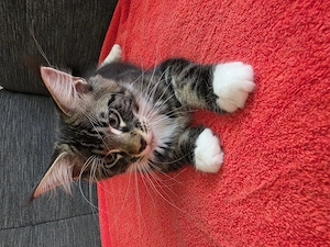 Maine Coon XXL Kitten Mit Stammbaum Bild 5