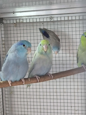 Gebe ab: wegen Reduzierung Blaugenick-Sperlingspapageien 