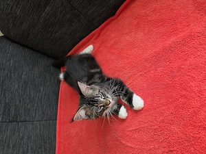 Maine Coon XXL Kitten Mit Stammbaum Bild 4