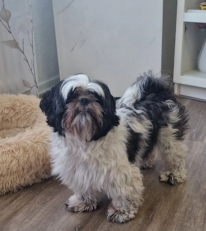 Shih-tzu Mädel 2,5